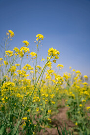 油菜花