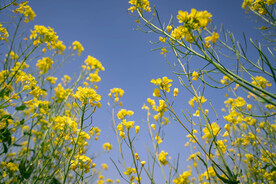 油菜花