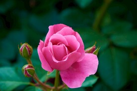 月季花