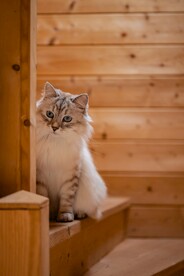 猫咪