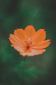 小菊花