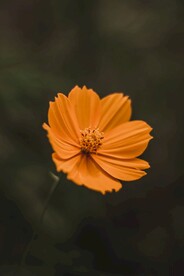 车矢菊