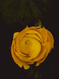 黄色牡丹花