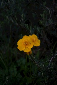 黄色的花