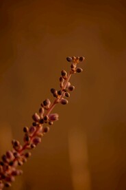 花草摄影