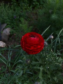 鲜花
