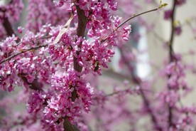 鲜花