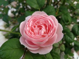 茶花