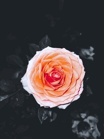 月季