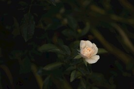 月季