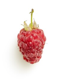 树莓