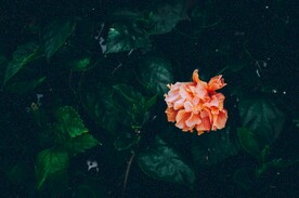 花 