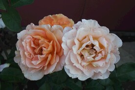 牡丹花