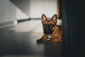 狗子