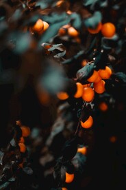 橘子