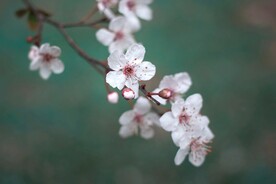 鲜花