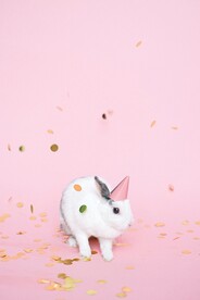 可爱的兔子