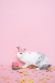  可爱小兔子
