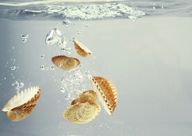 水下贝壳