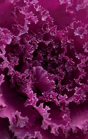 花菜