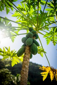 木瓜树