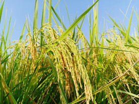 水稻