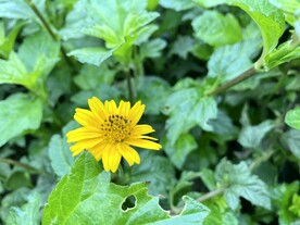 小黄花