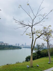 江边树木