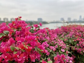 南宁市花三角梅