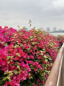 三角梅 叶子花