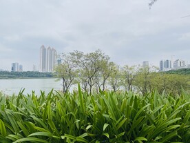 江边绿植
