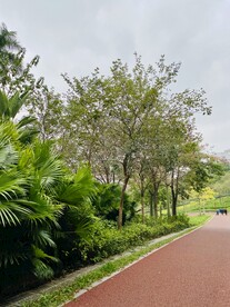 路边绿树