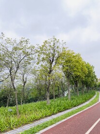 绿树小道