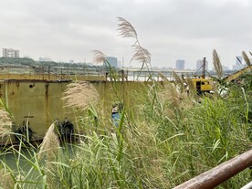 江边风景植物
