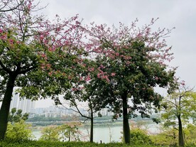 江边风景木棉花