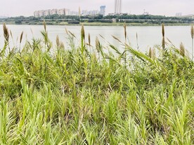 江边风景芦苇