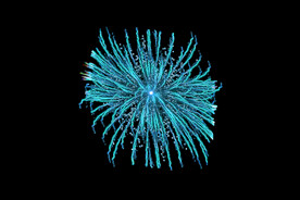 节日烟花透明PNG素材