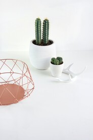 仙人掌仙人球仙人柱