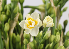 复瓣水仙花开花开品