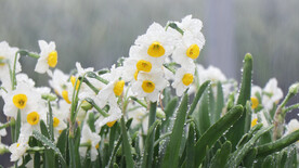水仙花开花露珠凌波仙子