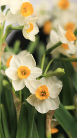 水仙花开花特写单瓣水仙花