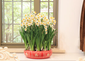 水仙花水培满盆开花窗台绿植