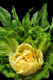 白菜
