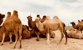 沙漠骆驼高清图