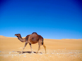 沙漠骆驼图片