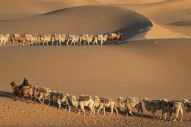 沙漠驼队