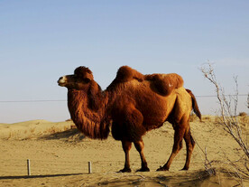 骆驼摄影图