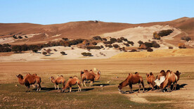 驼群摄影图