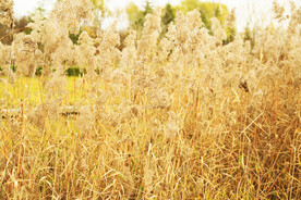 金黄色芦苇