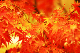 红枫叶背景实拍